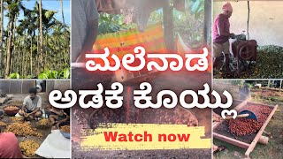 Arecanut Harvesting vlog || ಅಡಕೆ ಕೊಯ್ಲು