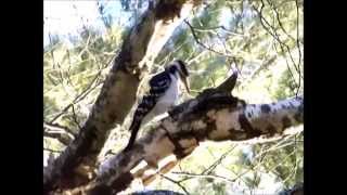 Hairy woodpecker meets birch