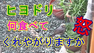 大食らいな野鳥 ヒヨドリ キャベツを食い散らかす暴君降臨