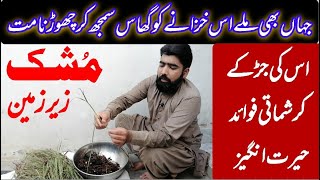 Cyperus rotundus in urdu| ناگرموتھ کے فائدے | سعد کوفی کیا ہے |murk ke fayde| مرک/ڈیلا گھاس کے فوائد