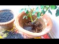 rose plant कब रिपोर्टिंग करना चाहिए rose plant repotting cinder media