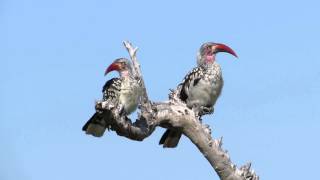 Red-Billed Hornbill