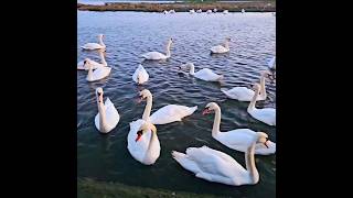 Amazing Swans #swan #swans  #amazing #nature #beautiful #swangs