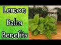 Lemon Balm Benefits and Uses (Melissa Officinalis)