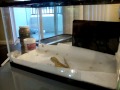 How to feed bearded dragon crickets How to feed bearded dragon crickets
