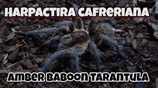 Rehousing my Amber Baboon Tarantula | Harpactira cafreriana