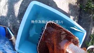 令和の釣り道楽　鮎釣り　大分県日田市某所　自宅で温存のおとり鮎