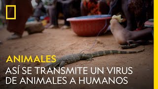 Así se transmite un virus de animales a humanos | NATIONAL GEOGRAPHIC ESPAÑA