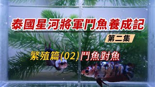 Thai General Betta Cultivation Chapter 2, Breeding: Betta Breeding Tank \