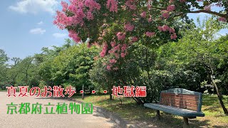 真夏のお散歩・・・地獄編 In 京都府立植物園