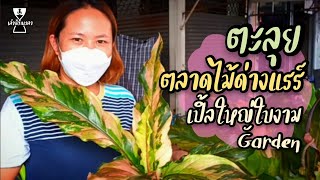 ตะลุยตลาดไม้ด่างแรร์ เปิ้ลใหญ่ใบงาม Garden #จตุจักร #ไม้ด่างหายาก #ไม้แรร์ #ปลูกต้นไม้ทำเงิน