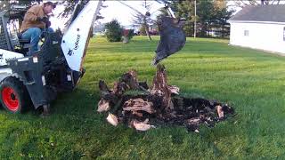 Bobcat with 709 backhoe removing stumps and tree's!