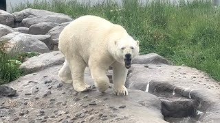 20230605:今日の円山動物園