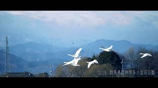 日本遺産・館林の里沼・白鳥【swan】ＨＤ　2019　群馬県館林市　多々良沼公園