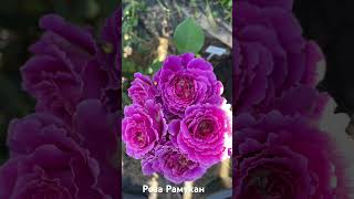 Роза Рамукан/ rose Ramukan #розарий #садоводство #цветы #розы #roses #сад