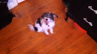 EXPLODING PUPPY!