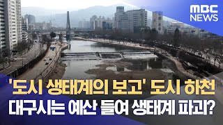 '도시 생태계의 보고' 도시 하천··대구시는 예산 들여 생태계 파괴? (2024.01.21/뉴스데스크/대구MBC)