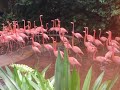 Beauty of Flamingo @Jurong bird park