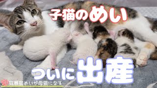 【狂暴猫】保護してついに出産！感動！