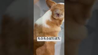 もふもふぱたぱたしてみた#犬 #コーギー #コーギー犬 #corgi #癒し #可愛い#もふもふ#パタパタ