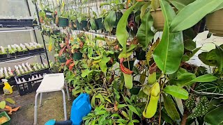 Everything you need to know about setting up a nepenthes greenhouse.