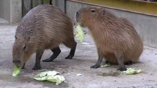 カピバラとペリカン　東武動物公園