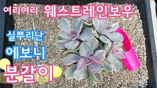 여리여리 웨스트레인보우 \u0026 실뿌리난 에보니 분갈이  多肉植物 Korean succulents