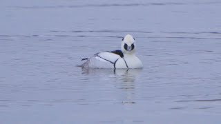 (Slo-mo) Bielaczek / Smew / Mergellus albellus