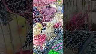 #Sunday Market Ahmedabad Gujarat# #Animal #Parrots#Cockatiel Parrots#pet#Birds Market