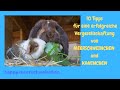 Meerschweinchen mit Kaninchen vergesellschaften Teil 2