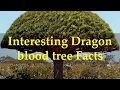 Interesting Dragon blood tree Facts