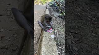 Funny monkey food fights 🐵 #34 @ MonkeyLife_Island #monkey #funny #animal #shorts