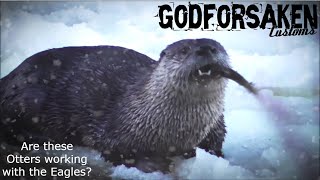 Otters fishing on a freezing river