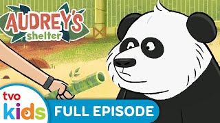 Mission Panda 🐼✨ AUDREY’S SHELTER -  Season 1 Full Episode | TVOkids