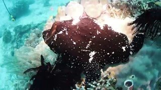 あくびをするカエルアンコウ 　ボホールダイビング・パングラオ島　Yawn of the fish,Bohol Diving.