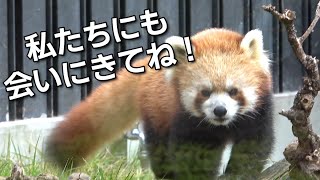 レッサーパンダ母娘 カリンとルカ〜パンダのもりでお待ちしております♪【上野動物園】