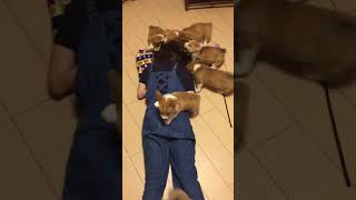 Corgi Puppies Attack Helpless Woman With Kisses