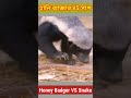 সাপের কামড়ে হানি ব্যাজার মরে না কেন why honey badger does not die of snake bites shorts