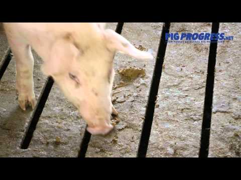 A pig farm that doesn't smell - is it possible? A pig farm that doesn't smell - is it possible?
