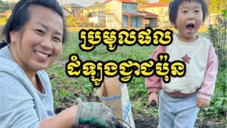 ប្រមូលផលដំឡូងជ្វាជប៉ុន | Harvest Japanese sweet potatoes