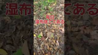 【99日目】鳥羽池公園清掃、トイレ掃除ダイエットの神社 階段昇り#鳥羽池公園 #クラブゴーストタウン  #飯塚市 #ボランティア #ゴミ拾い #射手引神社 #ダイエット #階段ダッシュ