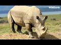 Rush of rhinos - SafariLIVE Sunset - 09 October 2024