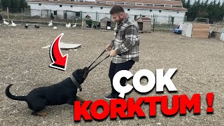 Rottweiler TYSON’I TAVUKLARIN YANINA SALDIM BÜYÜK RİSK ALDIM!