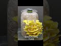 golden oyster mushroom timelapse shorts timelapse