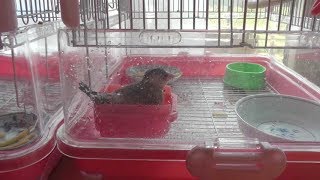 【文鳥】クッキーさんキューキュー鳴き ミッキーさん水浴び [Java Sparrow]Kukky chirps \