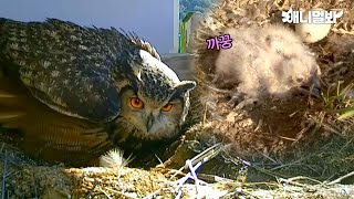 부화를 포기한 수리 부엉이 부부.. 알을 바꿔치기하자 보인 놀라운 반응ㅣHappy Eagle Owl Couple Gave Up Hatching Their Egg, Because..
