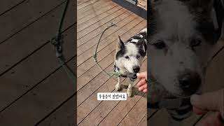 한겨울에 산꼭대기 공사현장에서 외롭게 있던 개의 변화 3탄 ##shorts #dog