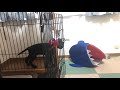 怒ると壊すのを止めるラブラドールレトリバー子犬 break the curtain labrador puppy