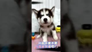 🐶哈士奇寶寶🐶忠心優雅、脾氣溫和、是聰明的陪伴犬💕