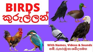 BIRDS - කුරුල්ලන්- Names, Videos \u0026 Sounds  / නම්, රූපරාමු හා ශබ්ද